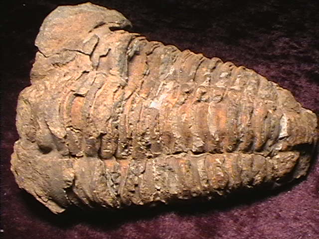 Fossil - Trilobite - Flexicalymene - 90mm - Click Image to Close